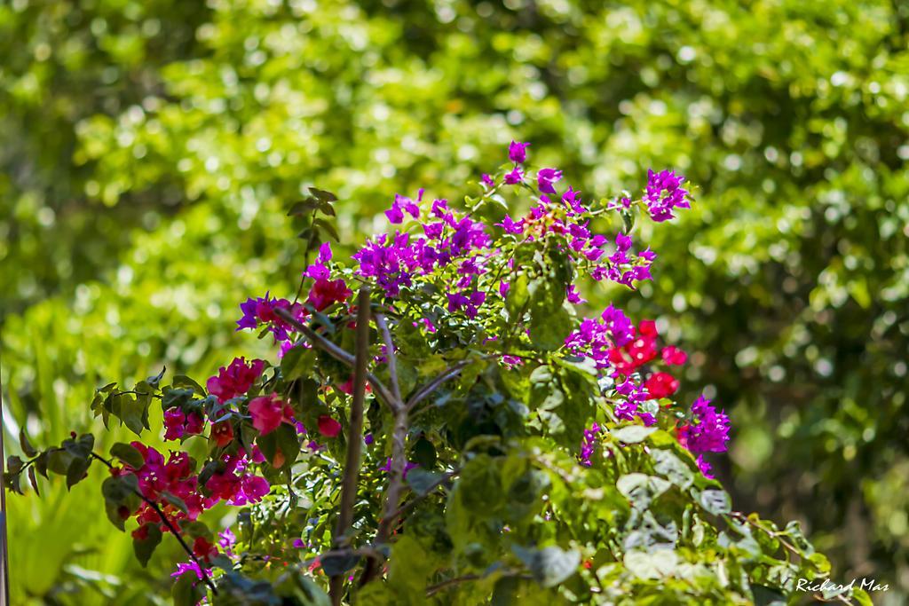 모로데상파울루 Jardim Secreto 빌라 외부 사진